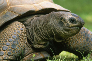 Розвіяти міфи про черепах (десять фактів) Розвіяти міфи про черепах (десять фактів)